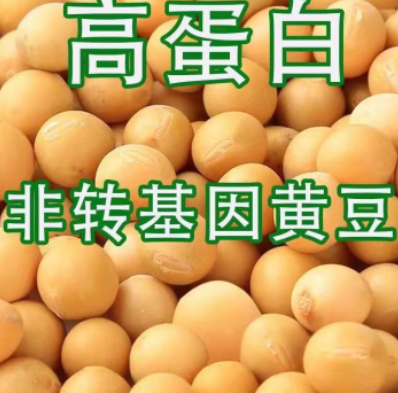 大豆 新豆非转基因东北发芽打豆浆做豆腐专用豆没有霉变高蛋白用 本厂家常年出售碎玉