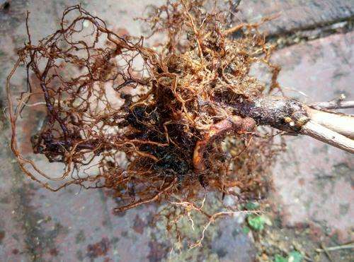 蓝莓根腐病由真菌引发，致根烂叶黄，需选抗病种、控水肥、用药物防治。