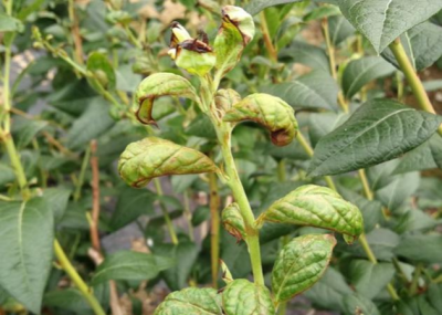 蓝莓蓟马微小难察，危害叶片嫩梢花果，需农物生化综合防治