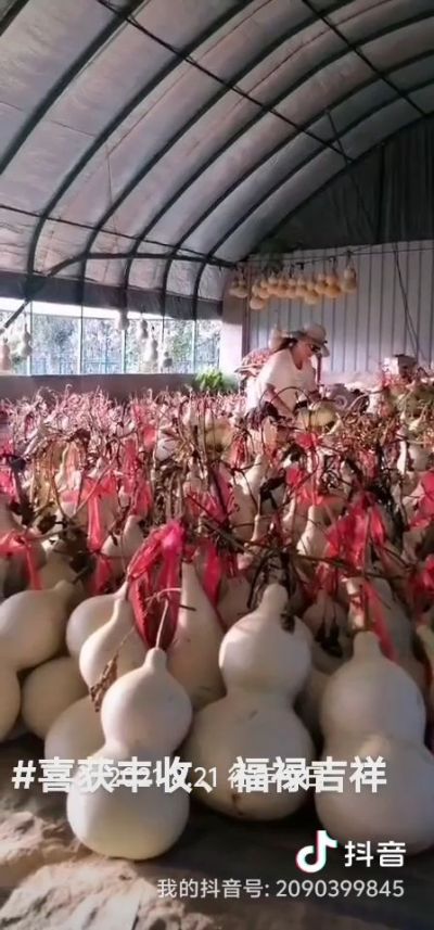 河南商丘葫芦大丰收