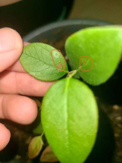 蓝莓叶斑病高温湿发，叶斑霉层致早落，农化生防结合控病保产