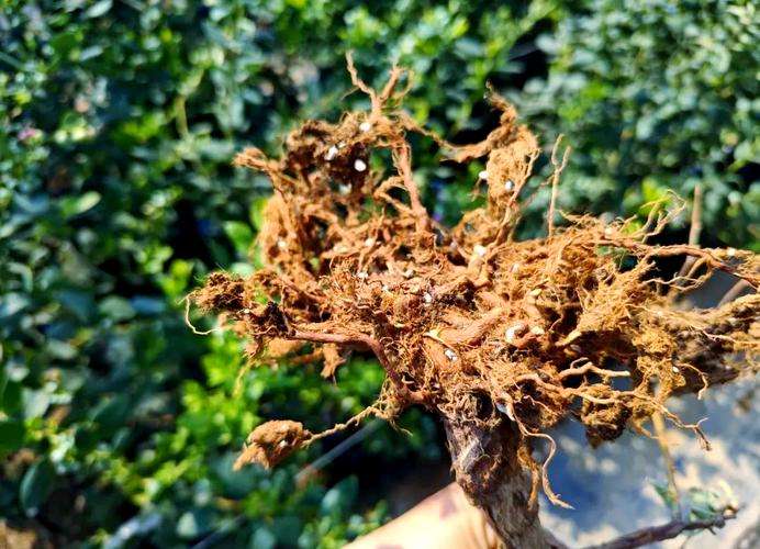 蓝莓根腐病镰刀菌致，根腐叶枯株萎，农化生防结合控病保产