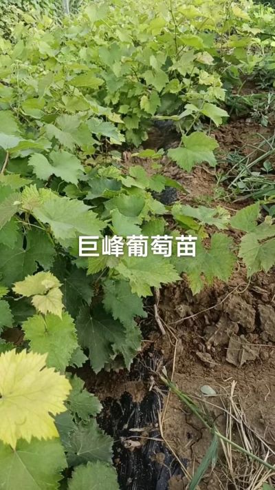 巨峰葡萄苗。一年扦插苗。需要联系。苗圃基地直销！需要联系18534302961