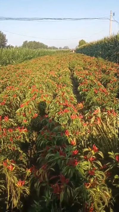 金樱一号辣椒，早熟，大果形，抗日灼，果子重