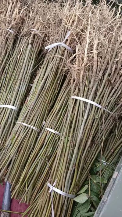 臭椿苗，一年子播苗，大量供应！苗圃基地直销。需要联系