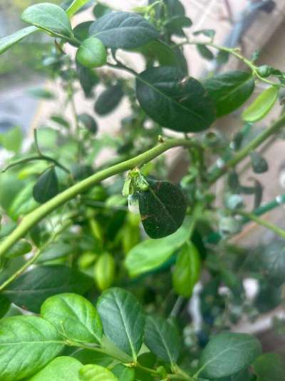 蓝莓白粉虱：从识别到防治的全指南