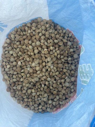 
**西北杏核&mdash;&mdash;来自大漠的自然馈赠**

在广袤的西北大地，阳光充足、昼夜温差