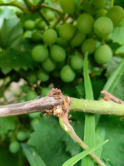 蓝莓钻枝虫蛀枝干，需综合防控