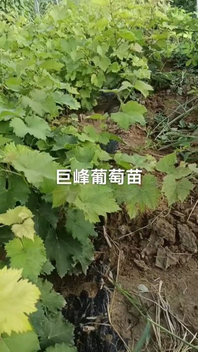 巨峰葡萄苗，优质种苗，一年扦插苗，需要联系18534302961