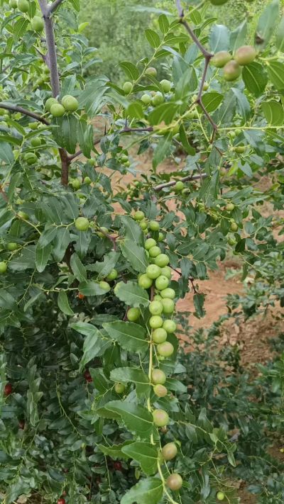 晋酸六号，药用酸枣高产苗。需要联系18534302961