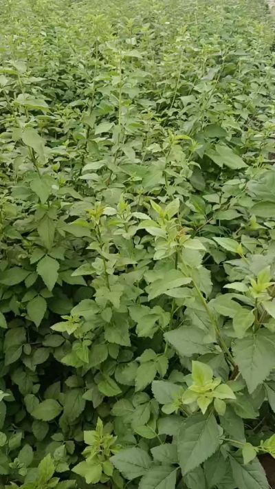 药用连翘苗，科研五号，需要联系18534302961