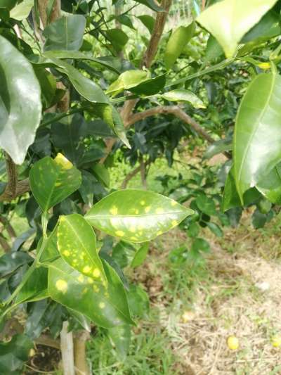 叶斑病，真菌感染