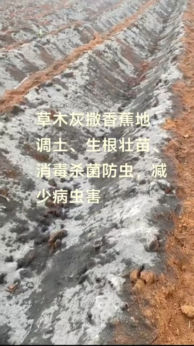 [太阳]纯植物草木灰源头厂家，草木灰广泛适用于各类农作物，是性价比很高的有机肥