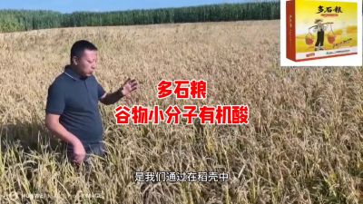 多石粮--谷物小分子有机酸
水稻/小麦，分蘖期 孕穗期 灌浆期 ，使用3次，增产看得见