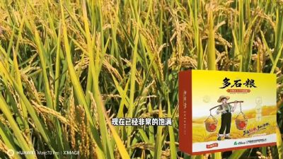 多石粮-谷物小分子有机酸，田间表现。
剑叶挺拔，灌浆饱，千粒重，上粮快。