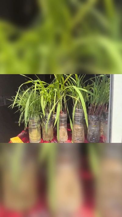 微生物菌剂，出厂前每克添加5亿微生物。最新实验生根育苗，保证不烧苗，促进毛细根增长，抑制病虫害，疏松土壤，保水保肥。近期需要用肥的老板提前联系，19331068337微信同步。