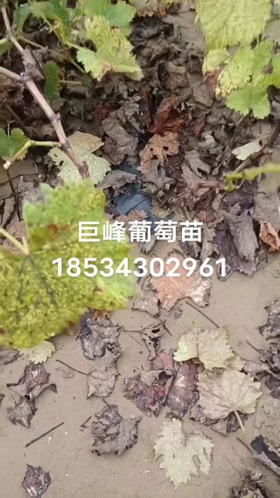 巨峰葡萄苗，一年扦插苗，苗圃基地直销！需要联系18534302961