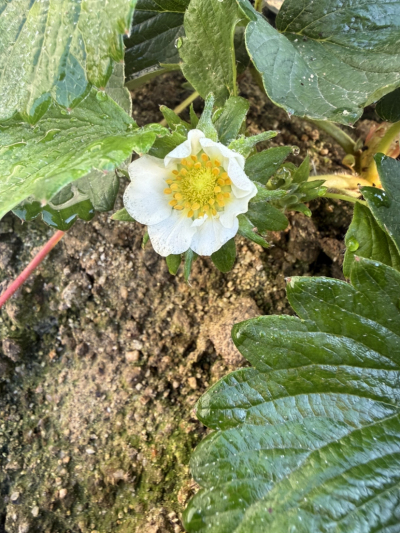 今年的碗苗上花快