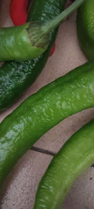 今年的辣椒又丰收了