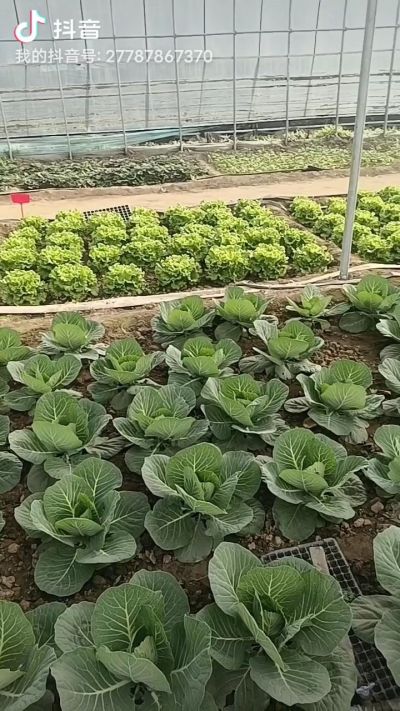 公司大棚蔬菜长势对照