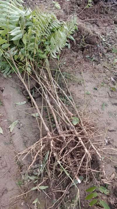 出售臭椿苗，巨峰葡萄苗。药用连翘苗，科研五号优质种苗，2/5年苗，药用连翘树，挂果树，全国包邮到家！财富密码18534302961