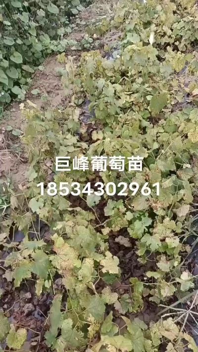 出售早熟巨峰葡萄苗。药用连翘苗，科研五号优质种苗，2/5年苗，药用连翘树，挂果树，全国包邮到家！财富密码18534302961