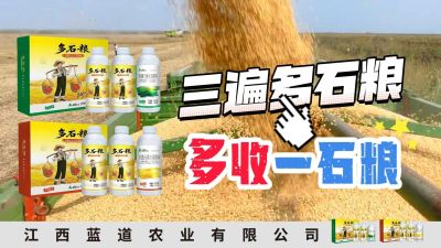 冬季种植，油菜，小麦，草莓等作物的，出现了除草剂药害，黄叶，僵苗，苗不长等问题，马上用多石粮，确保5天见到效果。