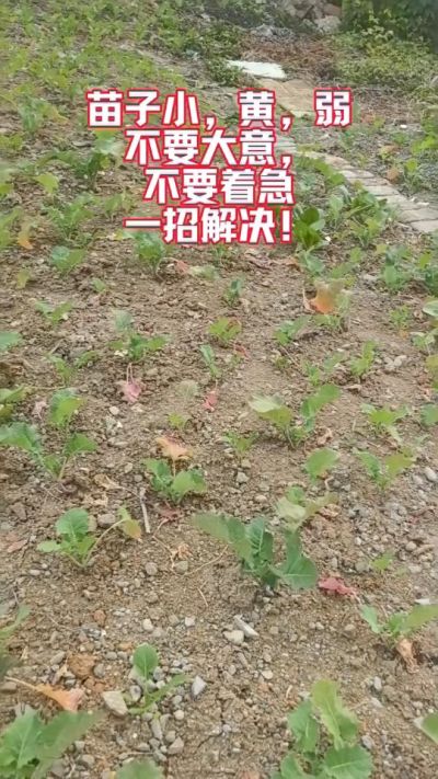 油菜苗子弱苗子小，就用多石粮，5天见效果。