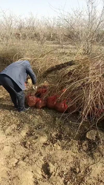 出售药用连翘苗，科研五号优质种苗，2/5年苗，药用连翘树，挂果树，全国包邮到家！财富密码18534302961出售药用连翘苗，科研五号优质种苗，2/5年苗，药用连翘树，挂果树，全国包邮到家！财富密码1