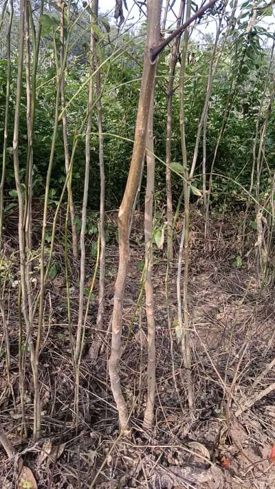 出售臭椿苗，巨峰葡萄苗。药用连翘苗，科研五号优质种苗，2/5年苗，药用连翘树，挂果树，全国包邮到家！财富密码18534302961