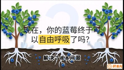 第3节：别把树&ldquo;憋死&rdquo;&mdash;&mdash;正确的定植与换盆手法,   课程：《蓝莓&ldquo;高产&rdquo;实战课：从选苗到丰收的10个关键点》