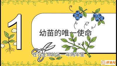 第6节：修剪决定产量（上）&mdash;&mdash;幼苗期与生长期修剪， 课程：《蓝莓&ldquo;高产&rdquo;实战课：从选苗到丰收的10个关键点》