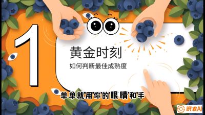 第10节：完美的&ldquo;果粉&rdquo;&mdash;&mdash;采摘时机与保鲜， 课程：《蓝莓&ldquo;高产&rdquo;实战课：从选苗到丰收的10个关键点》