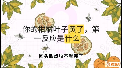 第一节：保命生死线&mdash;&mdash;黄龙病与木虱，课程：《柑橘十大病虫害：从入门到精通》