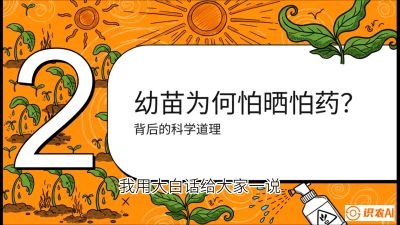 第02节：幼树管理&mdash;&mdash;&ldquo;防晒又防草，树势起得早&rdquo;，课程：《槟榔种植：从不懂到精通的10堂必修课》