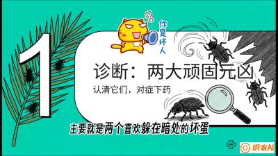 第06节：顽固虫害防治&mdash;&mdash;&ldquo;钻心虫与红蜘蛛，打准时间才服输&rdquo;《槟榔种植：从不懂到精通的10堂必修课》