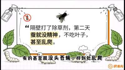 第05节：养蚕人的&ldquo;排雷战&rdquo;&mdash;&mdash;除草剂的生死禁忌，课程：《桑海淘金：桑树高产与蚕桑安全进阶实战课》