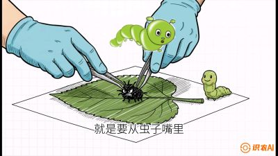 第07节：虫口夺叶（下）&mdash;&mdash;不得不打药时的&ldquo;解毒术&rdquo;，课程：《桑海淘金：桑树高产与蚕桑安全进阶实战课》