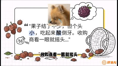 第10节：甜蜜的科学&mdash;&mdash;膨大、增甜与转色，课程：《桑海淘金：桑树高产与蚕桑安全进阶实战课》