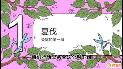 第11节：叶果双收&mdash;&mdash;特殊的夏伐与冬伐，课程：《桑海淘金：桑树高产与蚕桑安全进阶实战课》
