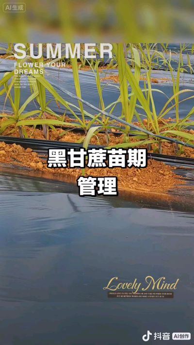 2025年11月份种下去的黑甘蔗苗