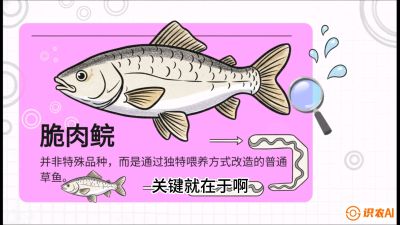 第六节：【老品升级&middot;脆肉鲩】如何让草鱼身价翻倍？，课程：《黄金鳞甲：2025中国淡水鱼高效养殖实战营》