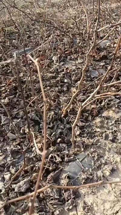 户太八号葡萄苗，一年扦插苗，需要联系，全国包邮到家。18534302961