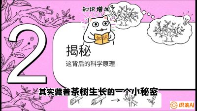 第04节（修剪篇）：树势复活术：从&ldquo;越剪越弱&rdquo;到&ldquo;枝繁叶茂&rdquo;的能量管理与夏秋茶逆袭，课程：《茶金时代：从&ldquo;看天吃饭&rdquo;到&ldquo;精准控局&rdquo;的茶叶高产提质实战课》