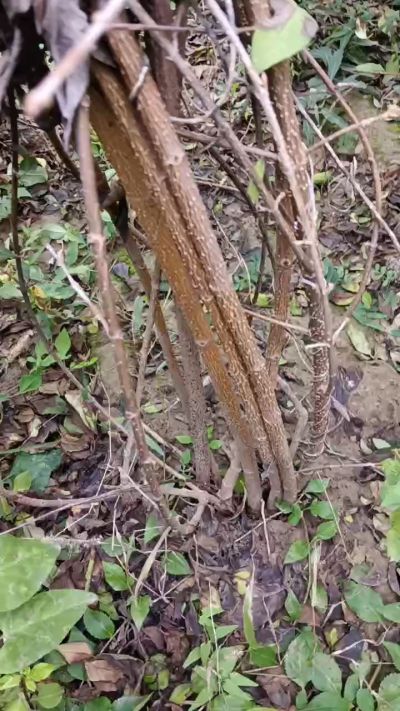 出售药用连翘苗，科研五号优质种苗，2/5年苗，药用连翘树，挂果树，全国包邮到家！财富密码18534302961出售药用连翘苗，科研五号优质种苗，2/5年苗，药用连翘树，挂果树，全国包邮到家！财富密码1