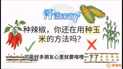 第1节：【品种定江山】工业辣椒vs小米辣：底肥公式与密度陷阱的&ldquo;百万生意经&rdquo;，课程：《辣椒种植实战特训营，从工业辣椒到精品小米辣，教你如何把&ldquo;草&rdquo;种成&ldquo;金&rdquo;》