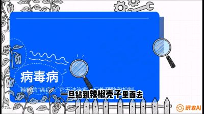 第5节：【病毒病阻击】辣椒的&ldquo;癌症&rdquo;怎么治？从&ldquo;绝收恐慌&rdquo;到&ldquo;带毒生产&rdquo;的逆转术，课程：《辣椒种植实战特训营，从工业辣椒到精品小米辣，教你如何把&ldquo;草&rdquo;种成&ldquo;金&rdquo;》