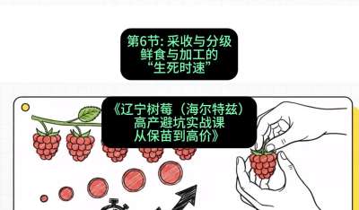 第六节： 采收与分级&mdash;&mdash;鲜食与加工的&ldquo;生死时速&rdquo;，课程：《辽宁树莓（海尔特兹）高产避坑实战课：从保苗到高价》