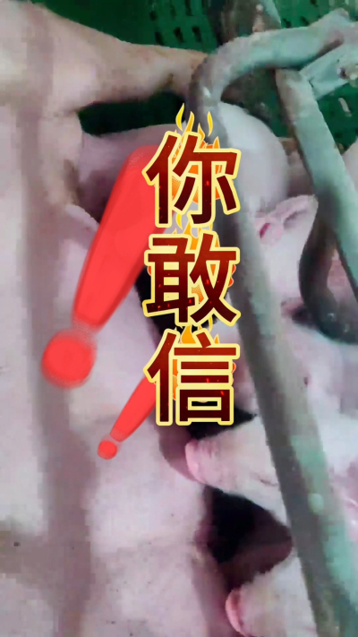 小猪抢不到奶，干瘦不长肉？成活率总上不去？😭
自从用上南商农科这款仔猪补奶机，再也没这烦恼！
✅ 一键设置下料参数，新手也能上手
✅ 恒温补奶，小猪抢着喝，长势超均匀
从车间精工组装到猪场落地使用，每