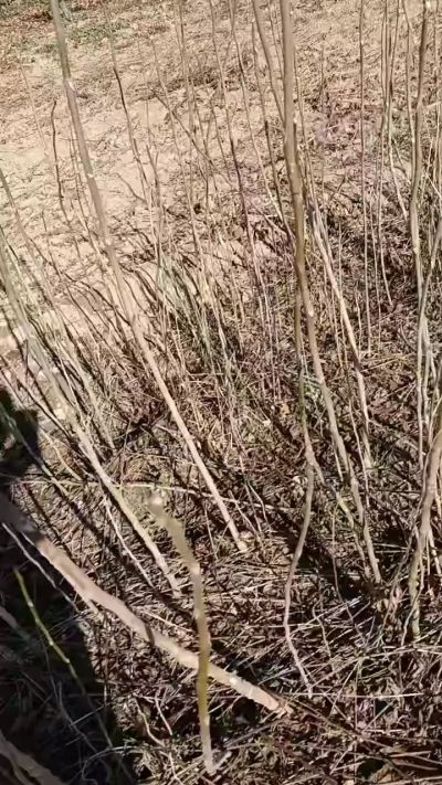 出售臭椿苗，巨峰葡萄苗。药用连翘苗，科研五号优质种苗，2/5年苗，药用连翘树，挂果树，全国包邮到家！财富密码18534302961